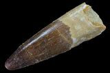 Real Spinosaurus Tooth - Dark Enamel Preservation #75130-1